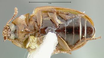 Media type: image;   Entomology 7077 Aspect: habitus ventral view